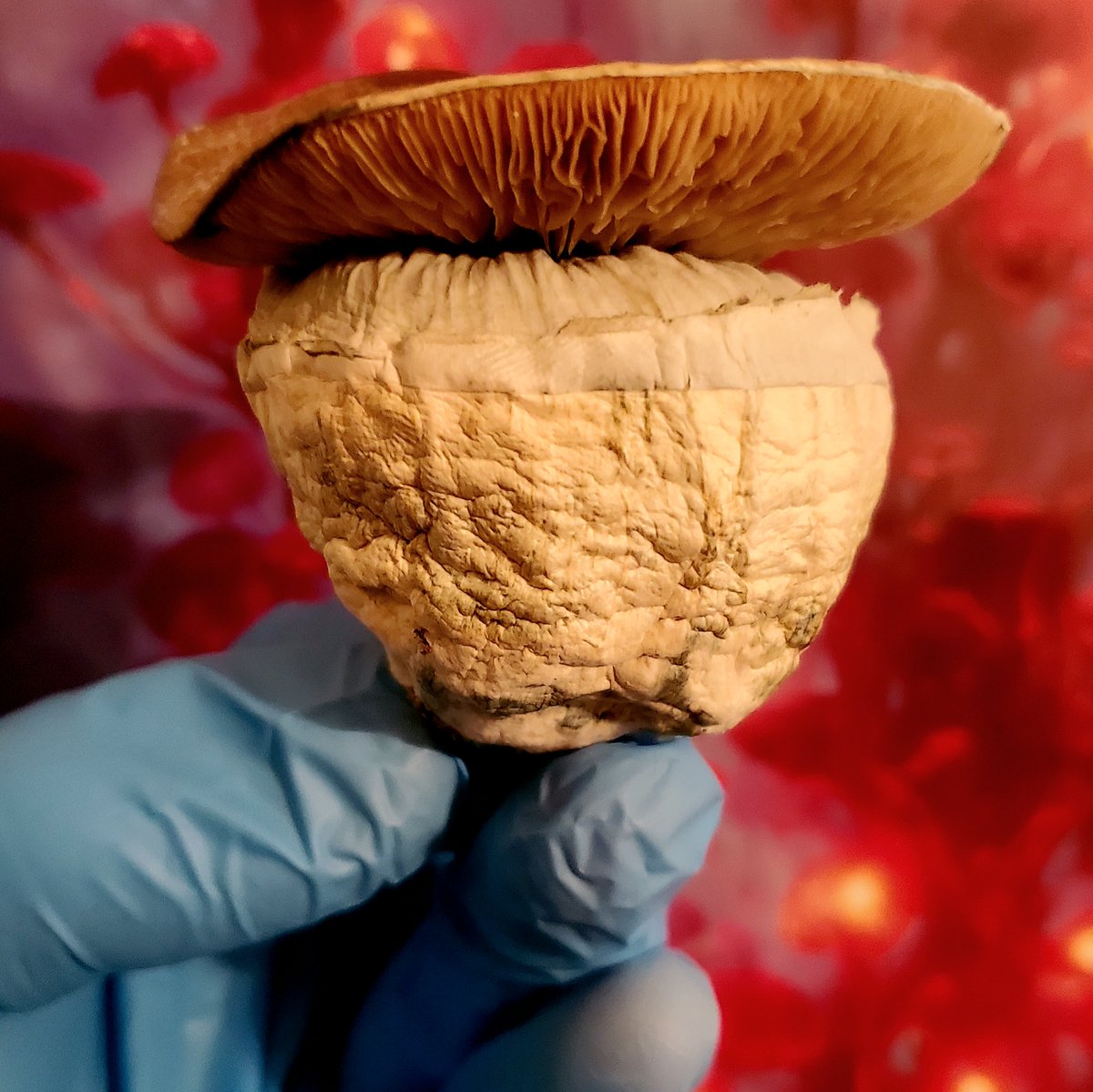 _NoBoDy_uKnow's tweet photo. Some beautiful mushrooms coming out lately! https://t.co/Oxy6T3kNx5