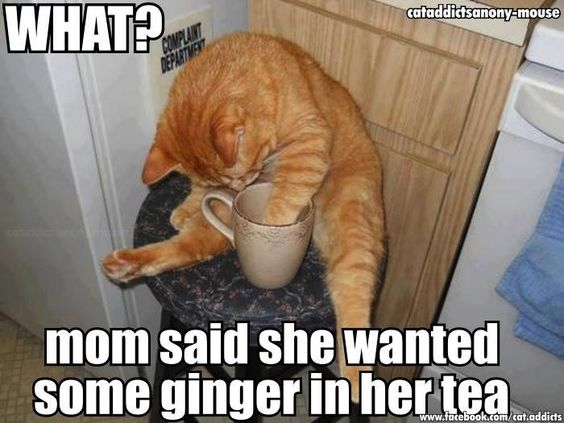 creative54's tweet photo. Happy #ToonaToosday! Time for a #MimisMemes #CatsOfTwitter ! In memory of #RIPOlly. @AlanSla90124663 https://t.co/R3QiIHdvp7