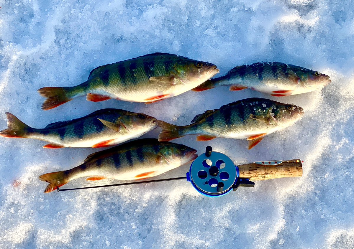 GrumpyRintala's tweet photo. We went with my father to make an "evening holes”. There were dozens of small perches. One hole rewarded persistence - this time it was me. Not huges but good food fish.
#icefishing #lifeisgood #withmyfather https://t.co/vc3wtgiYfU