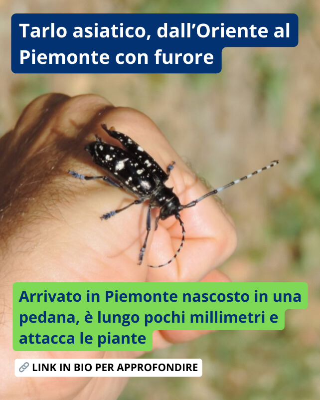 piemonteparchi's tweet photo. 🐛 È arrivato in Piemonte nel 2018 nascosto in una pedana, prima nel Comune di Vaie e poi a Cuneo. Lungo pochi millimetri, attacca e piante.

Leggi l'articolo dal link in bio per approfondire.

#tarlo #tarloasiatico #cuneo #vaie #piemonteparchi https://t.co/PdM7usHcjX