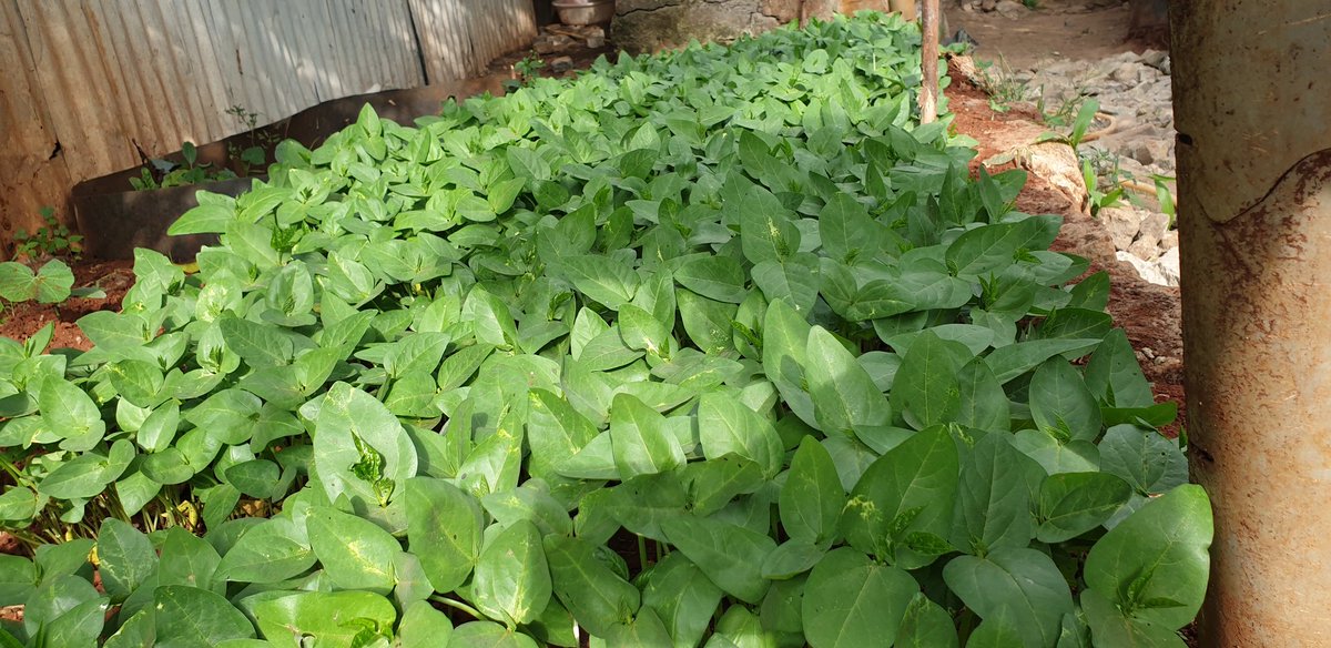ViccoMukuru's tweet photo. Did you know having a source of fresh produce in your backyard can help ensure that you have access to nutritious food, especially in times of crisis or economic instability. 
#ZeroHunger #SCNKENYA @MakingMoreH @TMG_think @SUN_Movement @aphrc @NutritionIntl @famina @city_shamba https://t.co/YjDxHOA4Xl