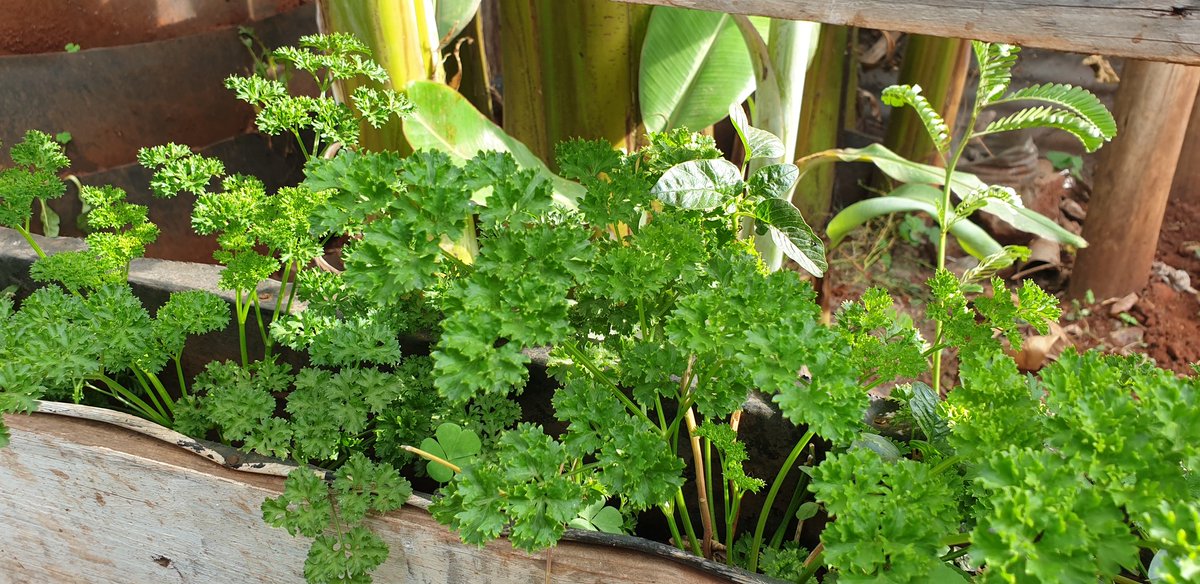 ViccoMukuru's tweet photo. Did you know having a source of fresh produce in your backyard can help ensure that you have access to nutritious food, especially in times of crisis or economic instability. 
#ZeroHunger #SCNKENYA @MakingMoreH @TMG_think @SUN_Movement @aphrc @NutritionIntl @famina @city_shamba https://t.co/YjDxHOA4Xl