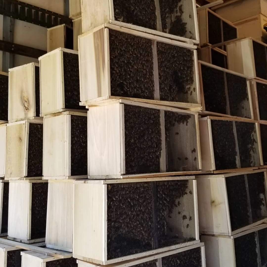 BeverlyBees's tweet image. Learn to keep bees and make your own honey! This is your year! Bees must be pre-ordered and we sell out every year. Packages Nucs. Don&apos;t wait! Order on our website today! beverlybees.com/product-catego…
#beesforsale #makehoney #beepackage #honeybees #bees #beekeeping #beginnerbeekeeper