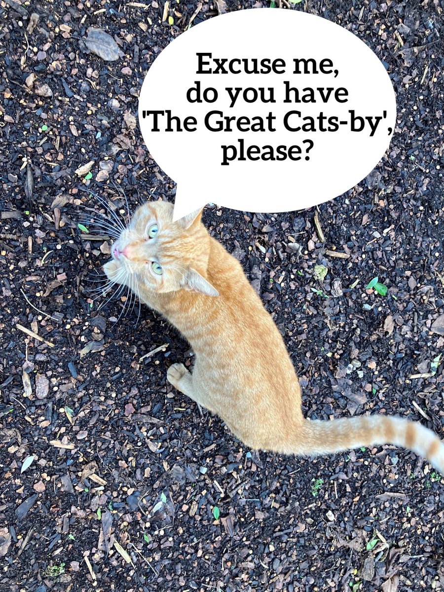 WFlibraries's tweet image. Our little friend made another visit to #AiredaleLibrary
#cats #libraries #wakefield #funny @WFmuseums