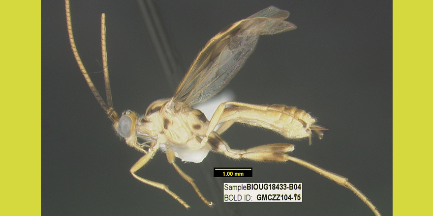 [#entomology] Four #NewSpecies of Triraphis Ruthe, 1855 (#Braconidae, #Rogadinae)  from a Mexican tropical dry forest and morphological descriptions of T.  bradzlotnicki Sharkey, 2021 and T. davidwahli Sharkey, 2021

✒️ <a href="/jovanajasso03/">Jovana M. Jasso-Martínez</a> et al.
🔗 DOI: doi.org/10.5852/ejt.20…