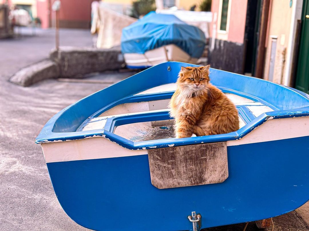 GenovaEventi's tweet photo. Gatti di #Genova. 🐾

📍 Vernazzola.

📸 Via IG @scattarotte

#genovamorethanthis https://t.co/IXd2ar5LwY