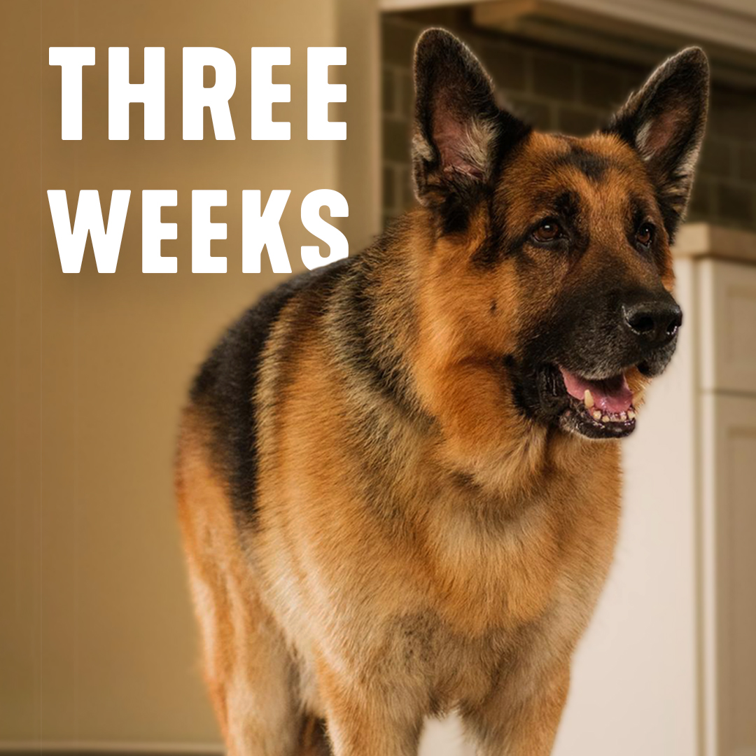 Three weeks to go! Who's ready for new Hudson &amp; Rex? 🕵️‍♂️🐶 Catch all new episodes starting TUESDAY February 20th at 8/7c on Citytv 🐾

#HudsonAndRex