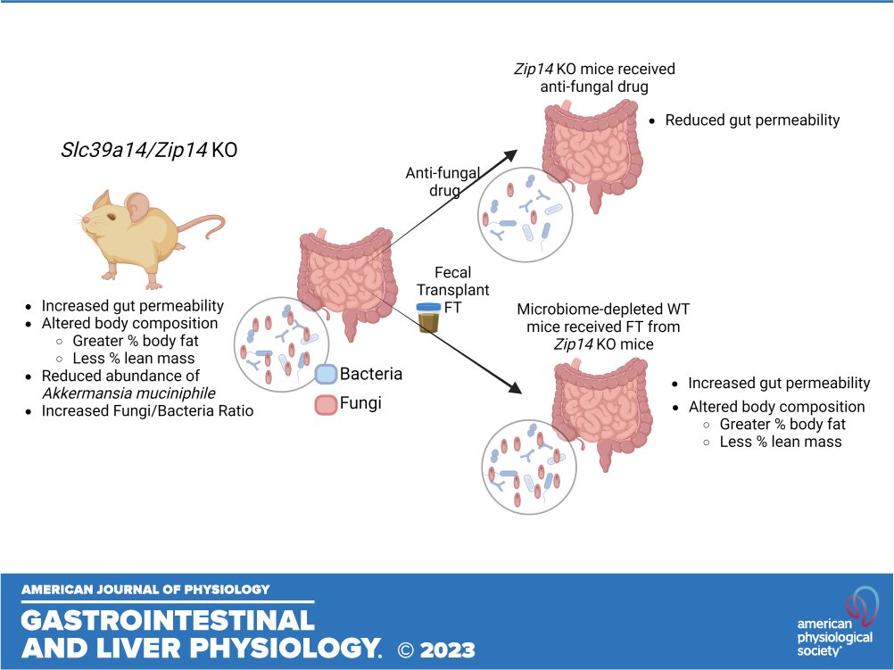 AJP-Gastrointestinal and Liver Physiology tweet media