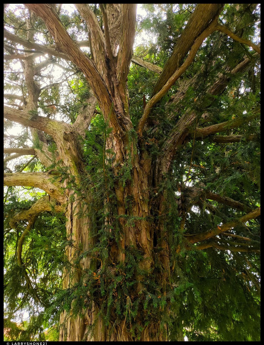 larry_shone's tweet photo. Up close and personal with a big Yew for #thicktrunktuesday
#trees #yewtrees #taxusbaccata
@keeper_of_books @Trees_Forever @TheTreeCouncil @treesgroup @treesforlifeuk https://t.co/HwoVVJedeT