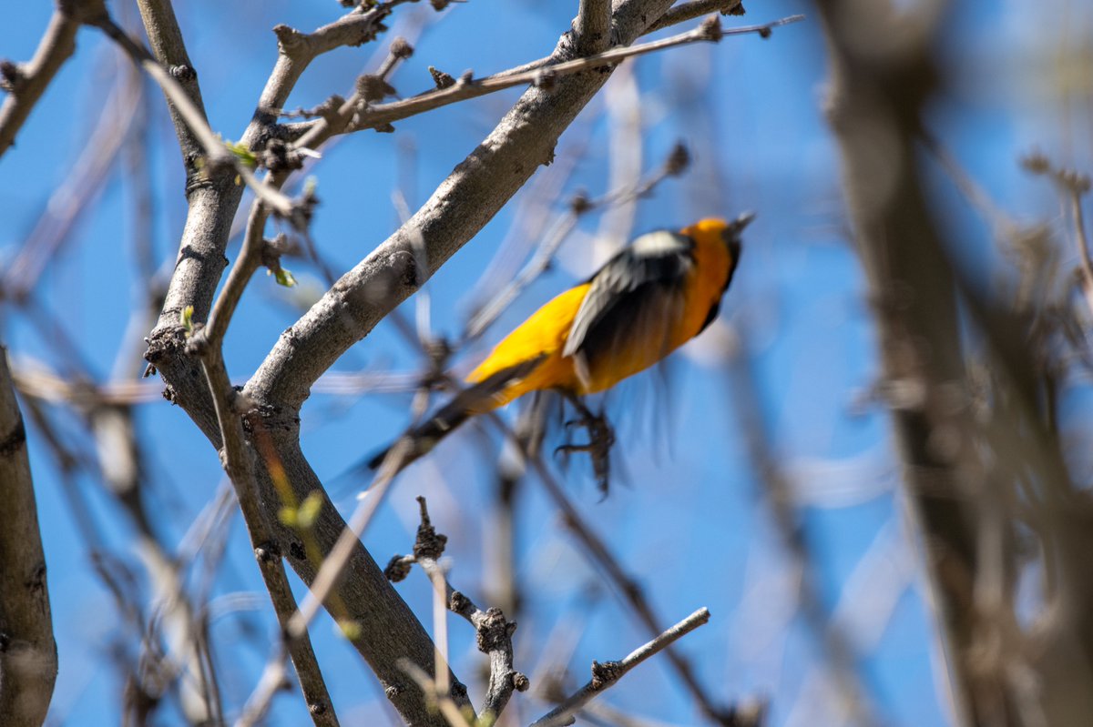 Dr_Brian_Pet's tweet photo. @ScPresson @starliteNbrite You're welcome👍
I'm all about sharing a #badpic 😁
My nemesis #bird 👇 https://t.co/ggkL1WkeI7