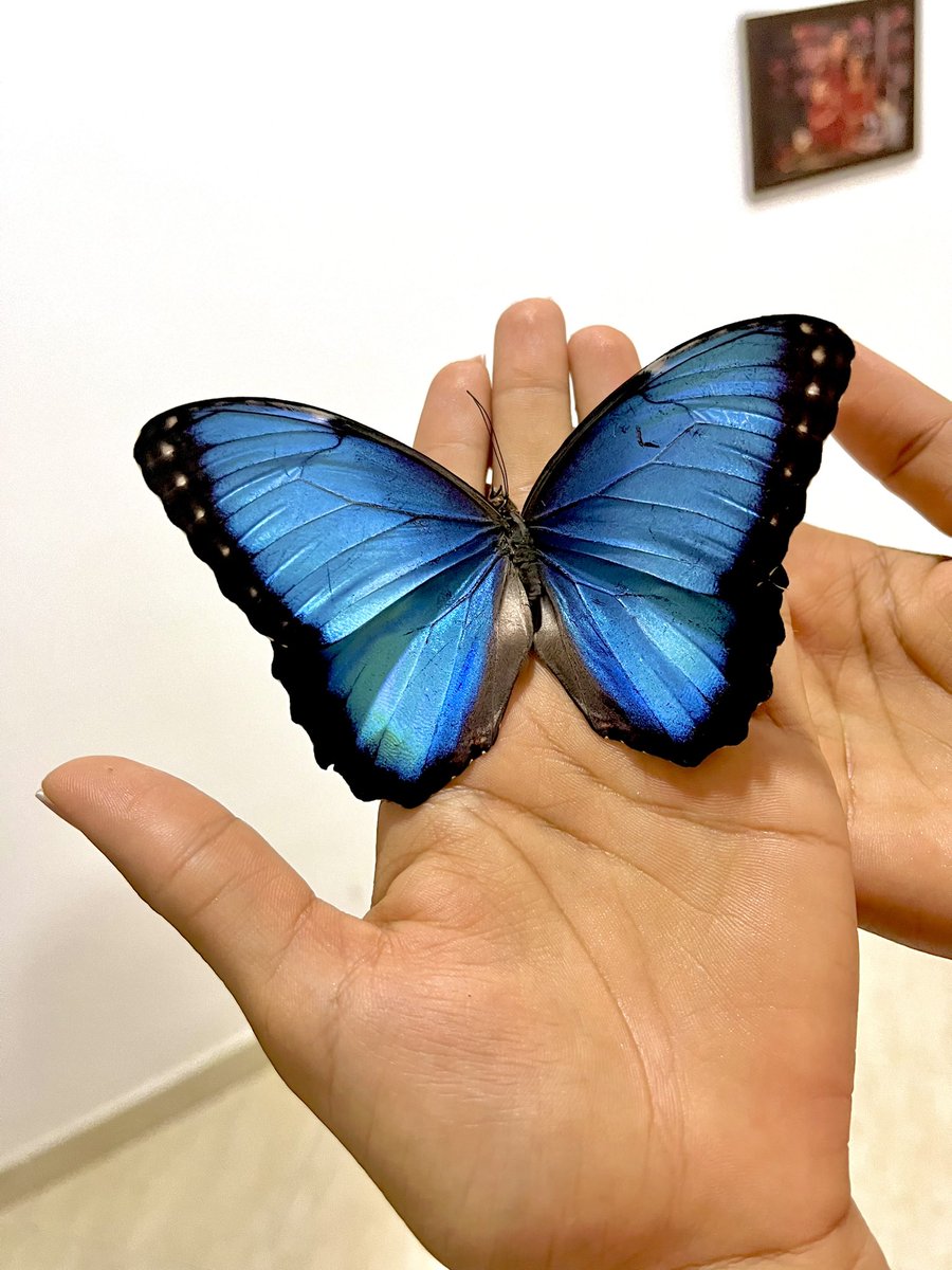 Danielasolano2's tweet photo. 🦋❤️‍🩹 https://t.co/yXJ1ayHuNy