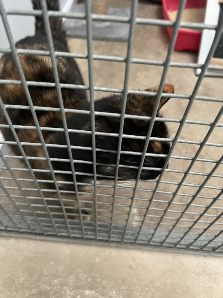 UoGjourno's tweet photo. Smokey, Carl and Sassy are just three of the pets looking for homes at Cheltenham Animal Shelter. Our Feature Writing students have been learning all about them today and the amazing work that @cheltenhampets does https://t.co/WszSKg2hKH