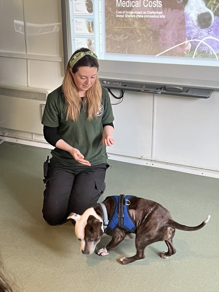 UoGjourno's tweet photo. Smokey, Carl and Sassy are just three of the pets looking for homes at Cheltenham Animal Shelter. Our Feature Writing students have been learning all about them today and the amazing work that @cheltenhampets does https://t.co/WszSKg2hKH