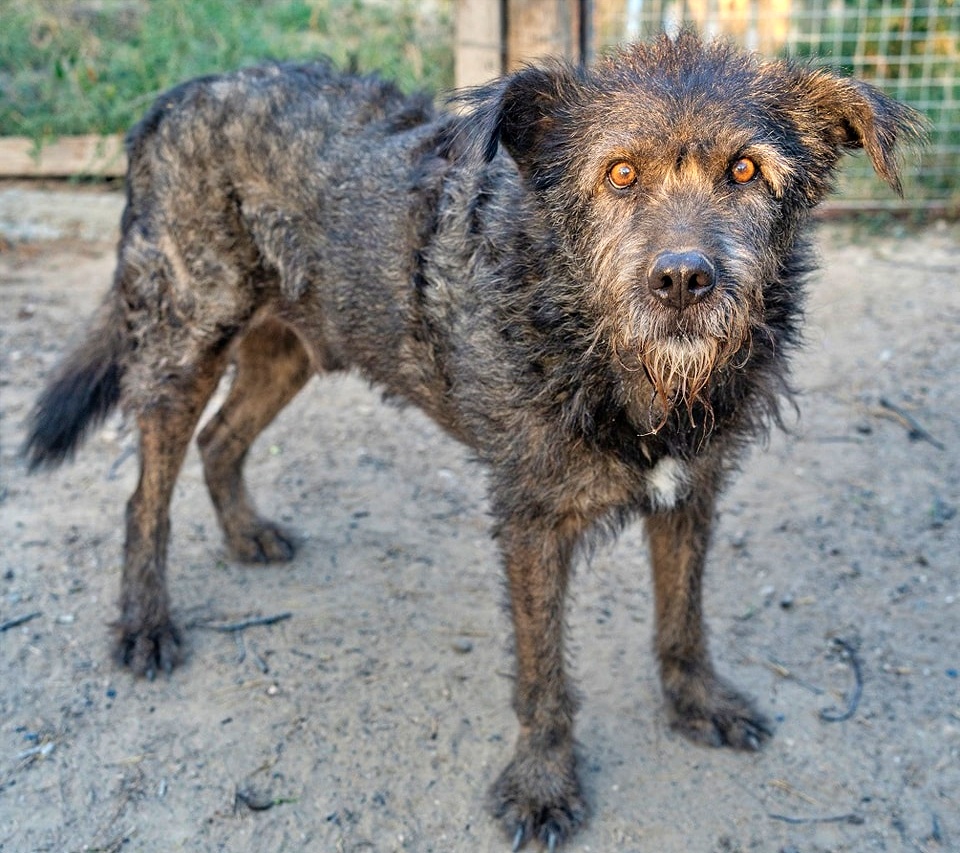 #Barcelona
#JACKO tiene 12 añitos, y es un cachorro grande.

Sabemos que encontrar adopción para él se torna difícil, por eso buscamos padrinos y madrinas, que nos ayuden con sus gastos.
Además ahora lo tenemos enfermo de vértigo 😔
¿Nos echáis una patita con Jacko? 

+34 630 34