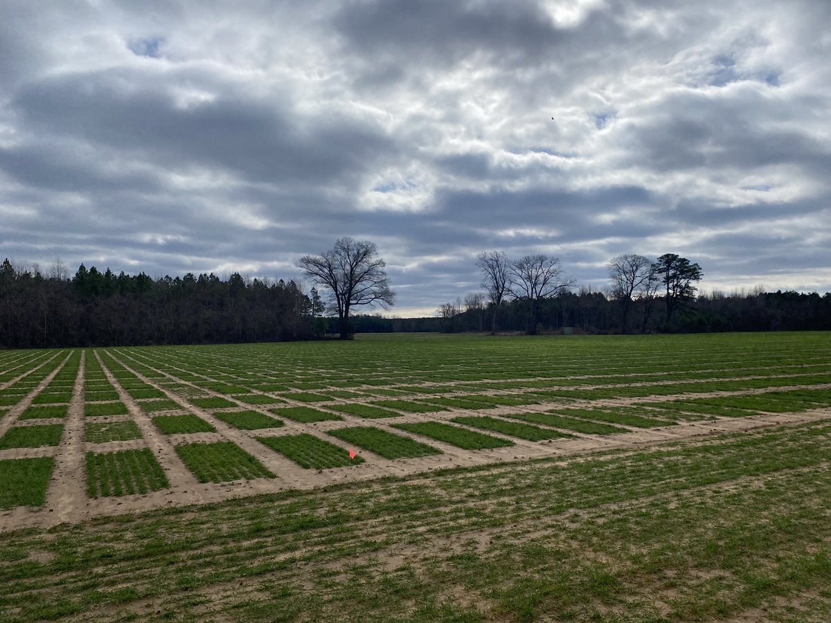 VT_EVAREC's tweet photo. Wheat yield plots have jumped after last week’s warm temps! https://t.co/g6nPBdued6