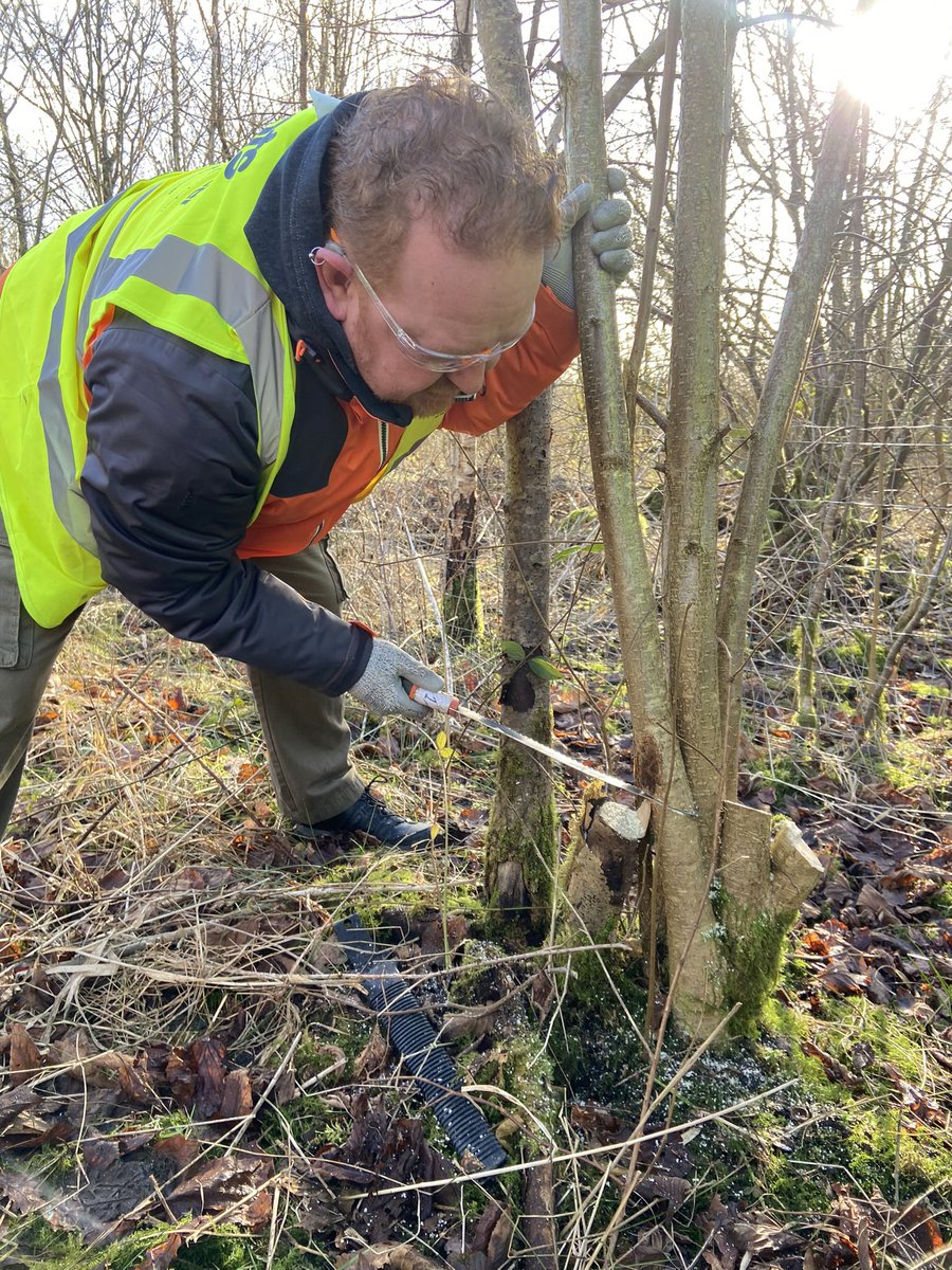 Thanks to @ForestryEngland for inviting our Bury Nature & Wellbeing group to help with coppicing Hazel at Waterdale Meadow! 🌿🌳 Our group had a fantastic time learning new skills and getting hands on experience! #nature #Wellbeing #mentalhealth #conservation #trees #wildlife