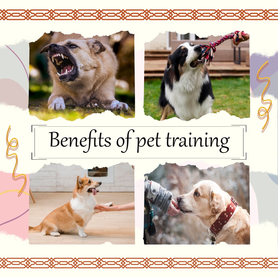 PetsLoverGuide's tweet image. Unlock the Joy: Discover the Goodness of Training Your Furry Friend! 🐾🐶

🎯Benefits:
◼️Good Bond🐕❤️
◼️Safety First🚦🐾
◼️Stress-Free Life😌🐾
◼️Happy Minds🧠🏋️‍♂️
#pettraining #happypets #traininggoal #petlovers #juliesjoyfuljourneys 
#trainplaylove #petskills #petsloverguide