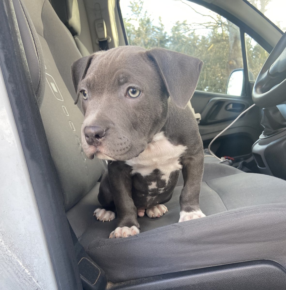 URGENT, please retweet to HELP FIND THE OWNER OR A RESCUE SPACE FOR THIS STRAY/ABANDONED PUPPY FOUND #HARPENDEN #STALBANS #HERTFORDSHIRE #UK 
 🆘 MAY BE AT RISK OF EUTHANASIA🆘 
NOT AVAILABLE FOR ADOPTION
Male Staffordshire Bull Terrier puppy, found 22 January. Now in a council