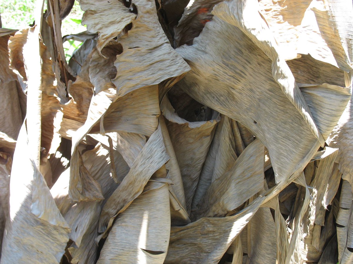 HerbalistChief's tweet photo. Banana leaves treat

🌿erectile dysfunction 
🌿stomach ulcer
🌿cough,cold, sore throat
🌿skin rashes
🌿diabetes 
🌿prostate enlargement 
🌿low immunity
🌿prostate cancer

Apply fresh paste on skin rashes. Use two tablespoons as tea and drink twice daily. Nature heals.

Retweet 🔁 https://t.co/HO71jL0AlG