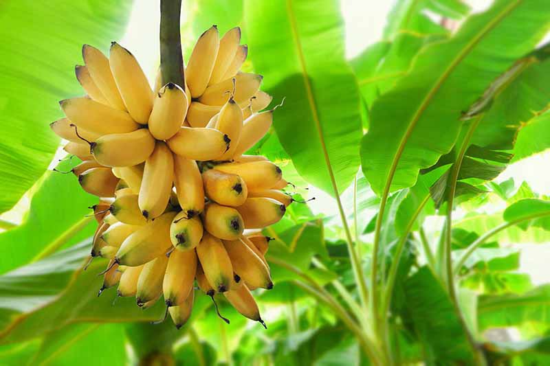 HerbalistChief's tweet photo. Banana leaves treat

🌿erectile dysfunction 
🌿stomach ulcer
🌿cough,cold, sore throat
🌿skin rashes
🌿diabetes 
🌿prostate enlargement 
🌿low immunity
🌿prostate cancer

Apply fresh paste on skin rashes. Use two tablespoons as tea and drink twice daily. Nature heals.

Retweet 🔁 https://t.co/HO71jL0AlG