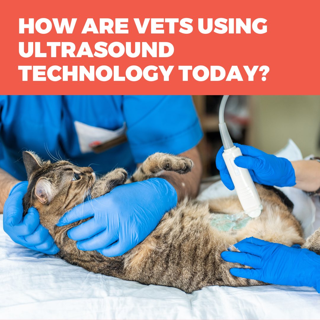 Ultrasound technology is evolving immensely within veterinary practices. With the introduction of precision imaging, veterinarians can see tissue differences and other small structures that may have been overlooked in a conventional ultrasound.
 
us.medical.canon/download/ul-wp….