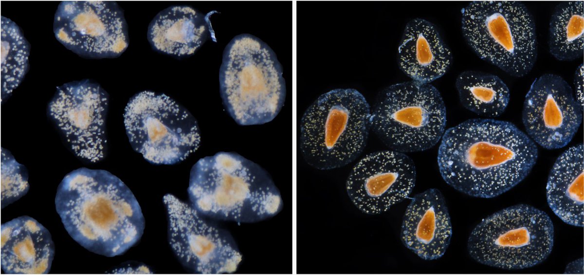 New preprint alert! 🔔 Investigating a rare Nassellaria, our research suggests the gelatinous matrix could be an adaptation to oligotrophy. Dive into the details here: 👇 biorxiv.org/content/10.110…