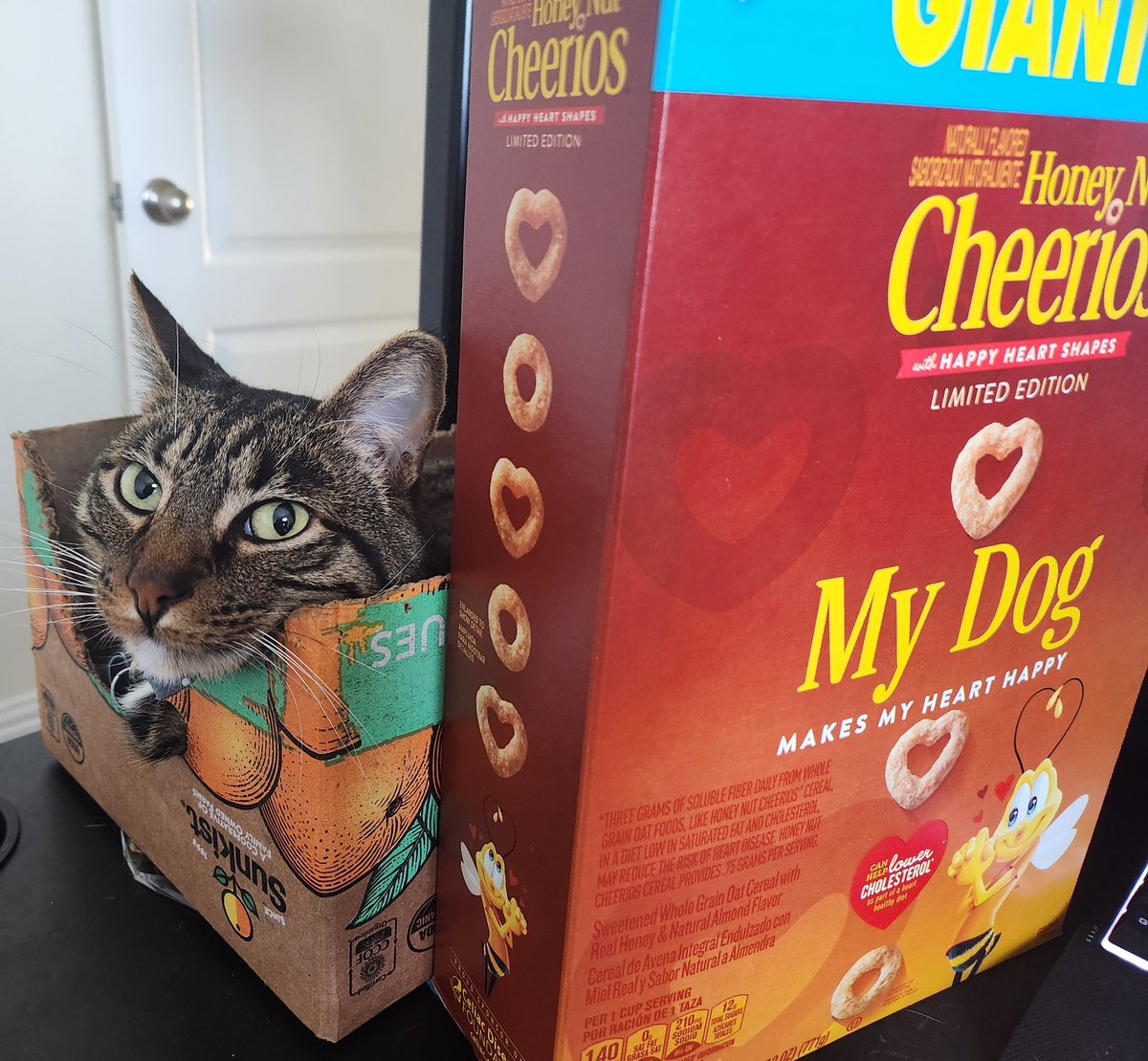 Jasper, a fan of boxes, is unhappy that <a href="/cheerios/">Cheerios</a> did not have a "My Cat" box at HEB.