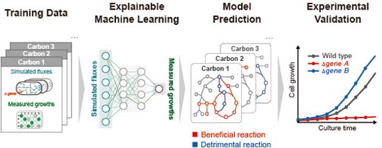 Explainable #machinelearning models were developed to understand the effects of 30 different carbon sources on E. coli growth and their mechanisms down to the individual metabolic steps ➡️ embopress.org/doi/full/10.10… #metabolism #metabolicengineering