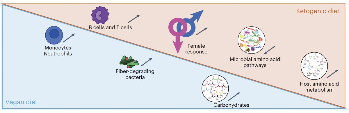 How does our immune response and gut microbiome differ between a vegan vs ketogenic diet?
A "striking shift" in 2 weeks of host immunity, a multi-omic assessment, w/ marked differences between diets
nature.com/articles/s4159…
<a href="/verenalink/">verenalink (she/her)</a> <a href="/BelkaidLab/">Belkaid Lab</a> <a href="/KevinH_PhD/">Kevin Hall</a> <a href="/NIH/">NIH</a> <a href="/NatureMedicine/">Nature Medicine</a>