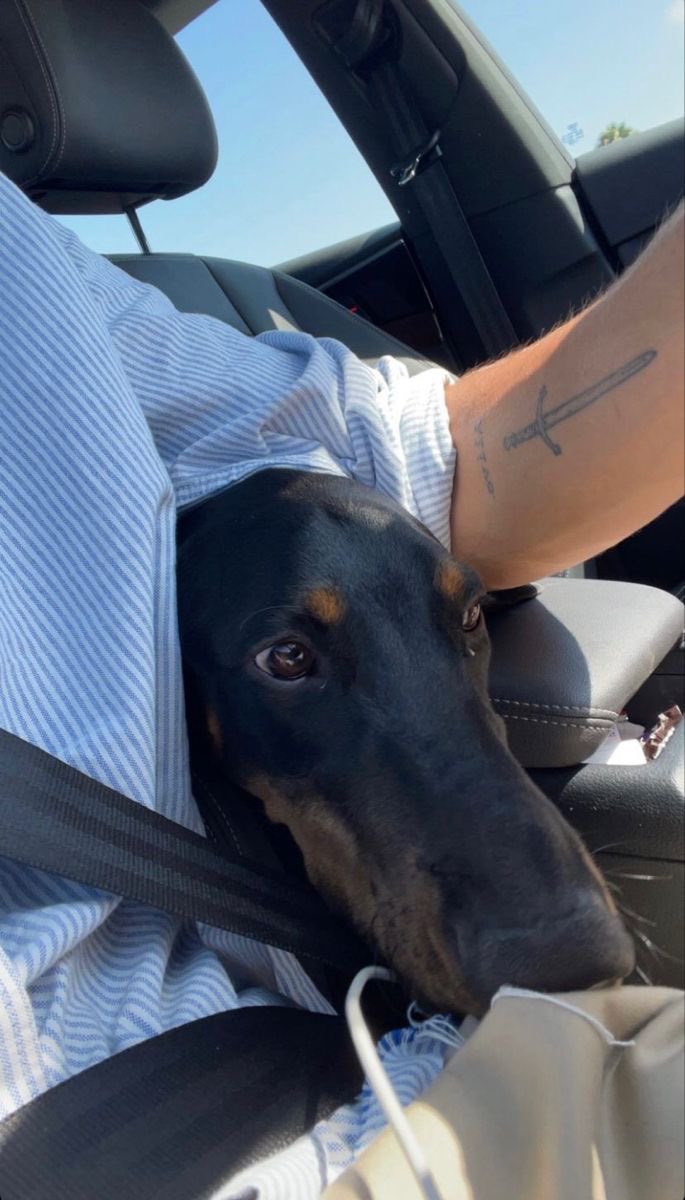 acabei de achar esse cachorro narigudo na rua e tô levando pra casa pq achei ele engual eu🤓
