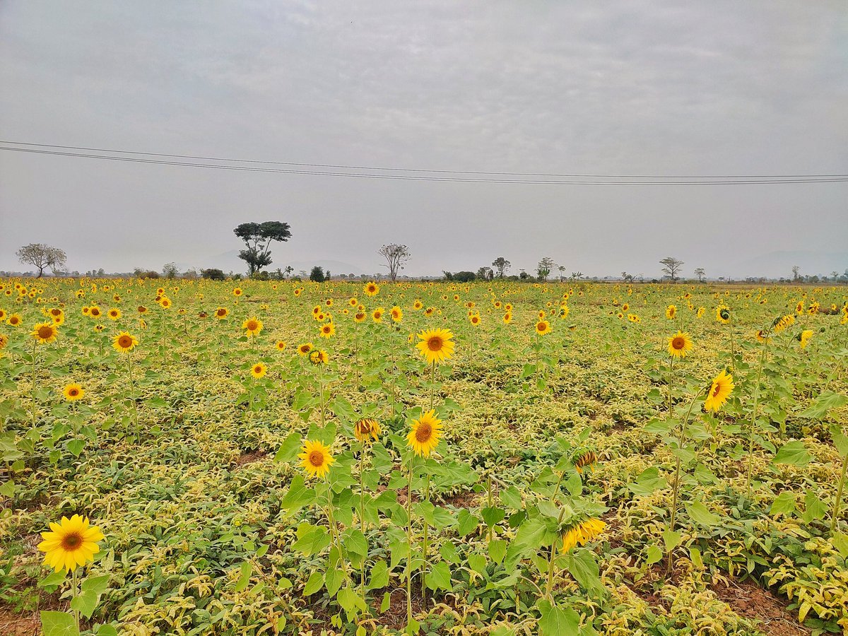 Rahul_Gonzalez7's tweet photo. Wherever  life  Plants  u, Bloom  with  Grace  like🌻 Sunflower  n  Be  the  Strongest, Tallest, Brightest  Bloom  in  the  Field!🌻
🖼🌄🛣🚵🚵📸📸
#Mandalay
#Mobilephotography 
#Nature #NaturalBeauty #naturelovers  #traveldestination   #landscapephotography #landscapelovers https://t.co/YiT17aNCga