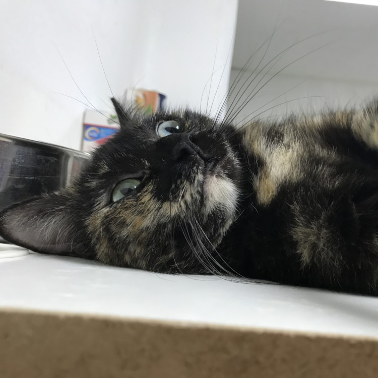 Kimi 🐱 es una #gatita #Carey de 7 años que vivía en una colonia, donde la habían abandonado. Las personas que cuidaban de la colonia sabían que Kimi era casera, es muy buena y les seguía siempre. #Adopta a Kimi en la @asociacionLara en #Madrid mas info en bit.ly/2m58s2D