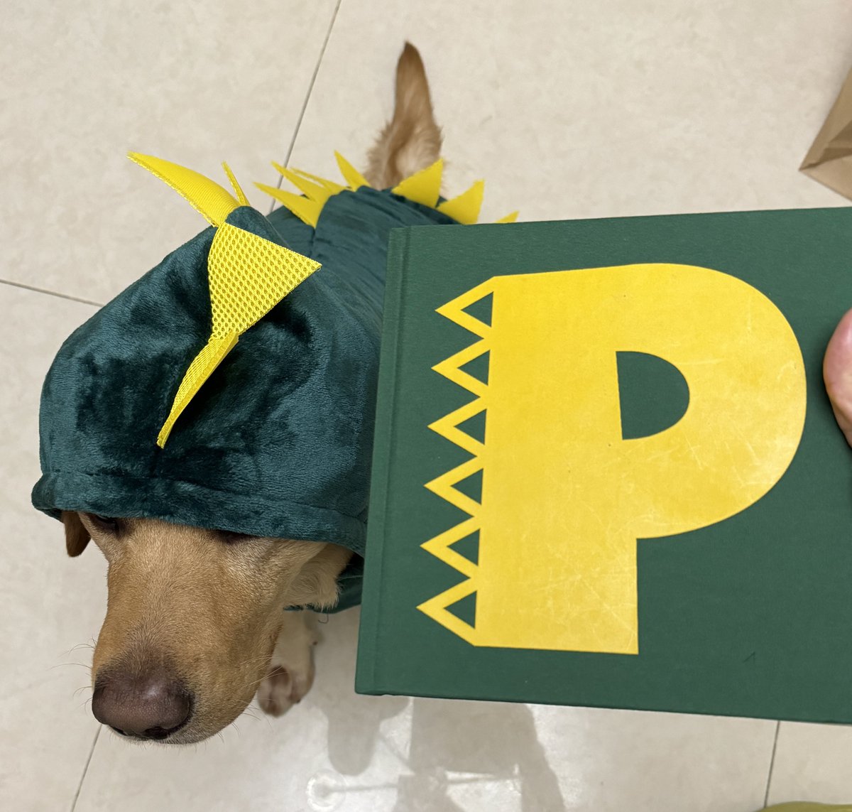 BestWinPrinting's tweet photo. Our printed book and Our dragon dog😂😂😂

#book #bookprinting #foilstamping #labrador #dog #dragondog #yellowlab https://t.co/fJqbjwAWpp