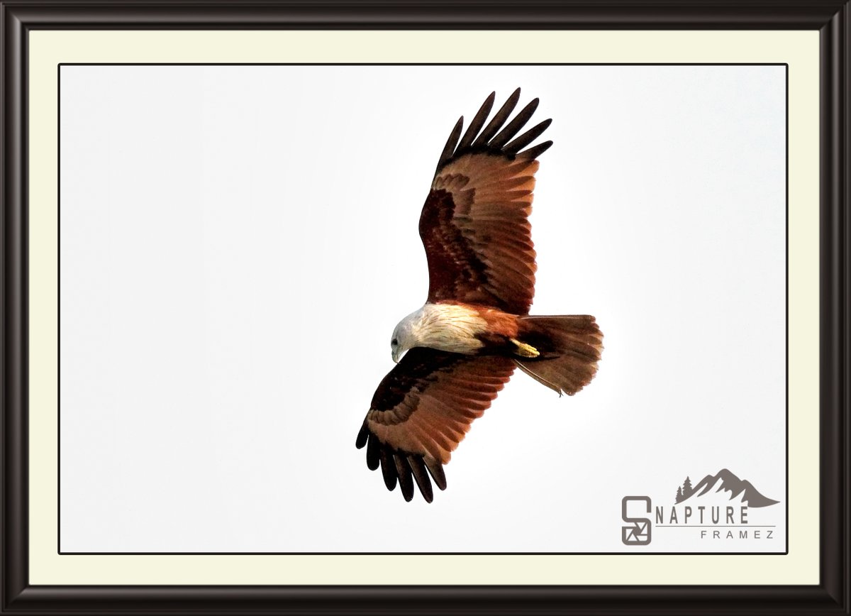 Brahminy Kite

#kite #eagle #brahminykite #Haliasturindus #kitebird #birdsofindia #beautifulbird  #birdphotography #naturephotography #natgeo  #canonindiaphotography #canonphotography #nationalgeography #natgeoindia #capturedoncanon #birds #birdsofinstagram #wildlife