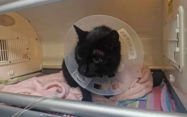 ‼️ #PILNE ‼️

Popatrz w te smutne oczy człowieku... 💔

Brunon prosi o pomoc 🙏🙏🙏
Czy uda się wygrać tę walkę? Każda 1 zł i #RT ma wielką moc ‼️

ratujemyzwierzaki.pl/brunon1-feline…

#CatsOfTwitter