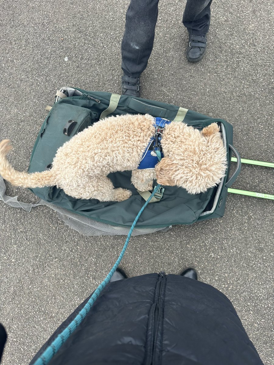 TeddyDogSTMI's tweet photo. Busy day @JuniorChurchSch the usual #OPALplay @OpalCic and some #HotChocWithTheHead https://t.co/pOASWAq4RX