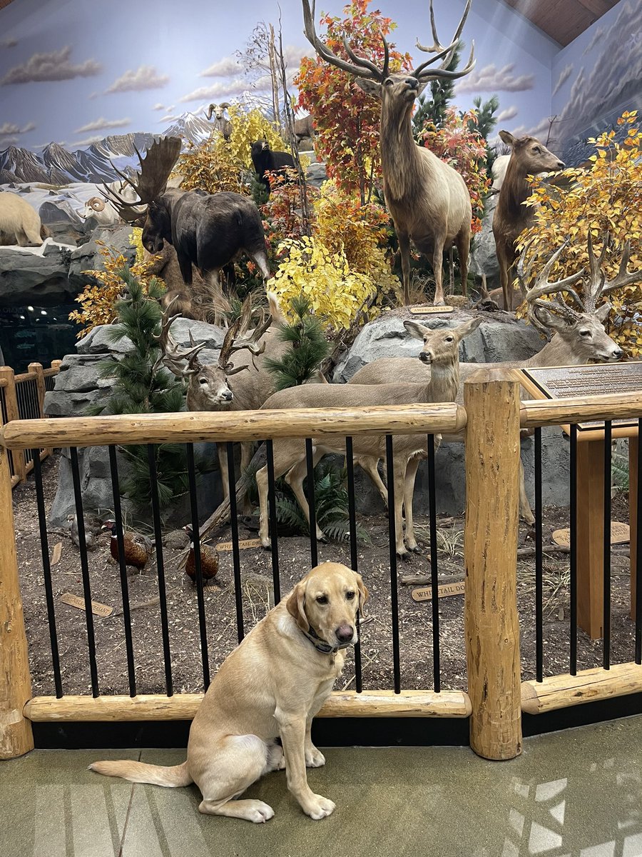 selshult's tweet photo. Grab every opportunity….on the way home from a historical HRD project yesterday Kili got to do some socialization at Cabela’s. #cabelas #dogsocialization #dogtraining #workingdogs #adogsdevotion https://t.co/RKRRR457N3