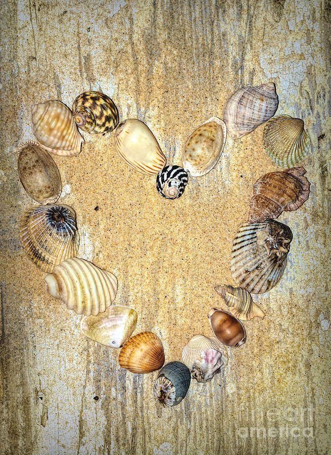 #Shells Of The #Heart 2 By Kaye Menner #Photography Wide variety #Prints & lovely #Products at: bit.ly/3OorXRf #Art #BuyIntoArt #AYearForArt #Artist #FineArtAmerica