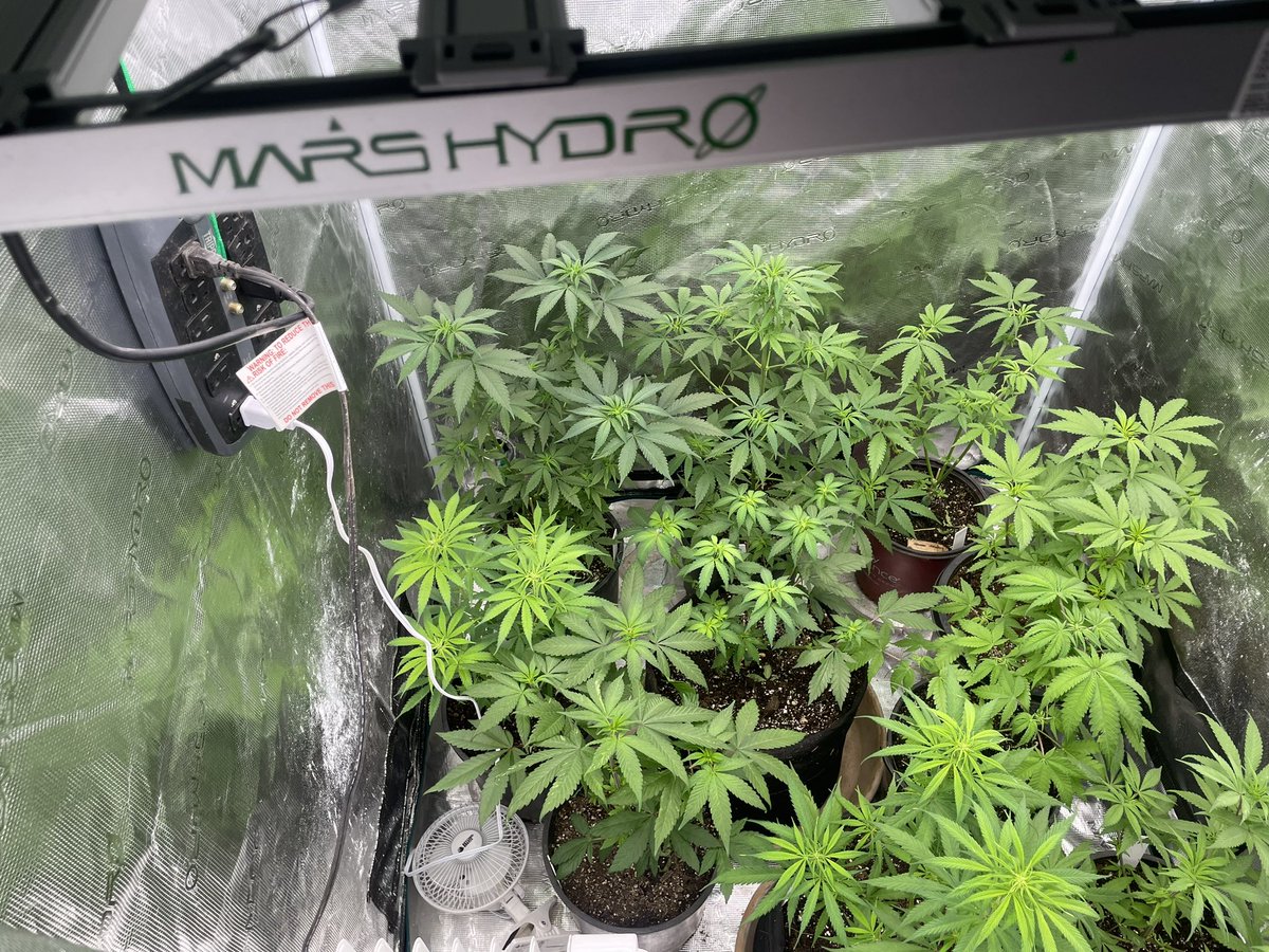 Vet 420 tweet media