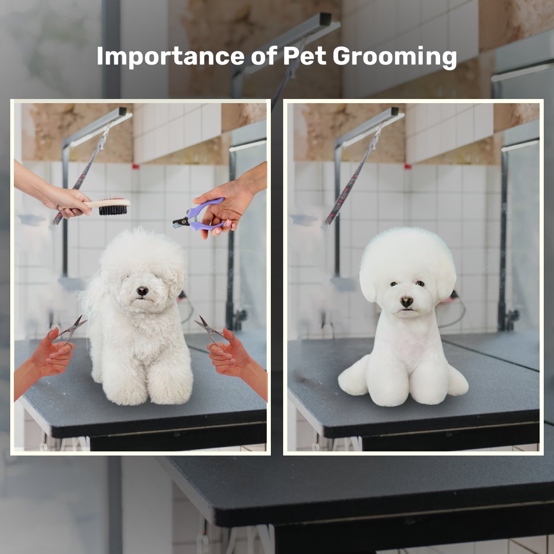 PetsLoverGuide's tweet image. 🐾 Keeping your furry friend happy and healthy!🐶

🎯Importance of Pet Grooming:
◾️ Clean Coat
◾️ Dental Care
◾️ Ear Check
◾️ Nail Trim
◾️ Allergy Prevention

#petgrooming #happypets #furfriendcare #healthypets #groomingroutine #petwellness #petsloverguide