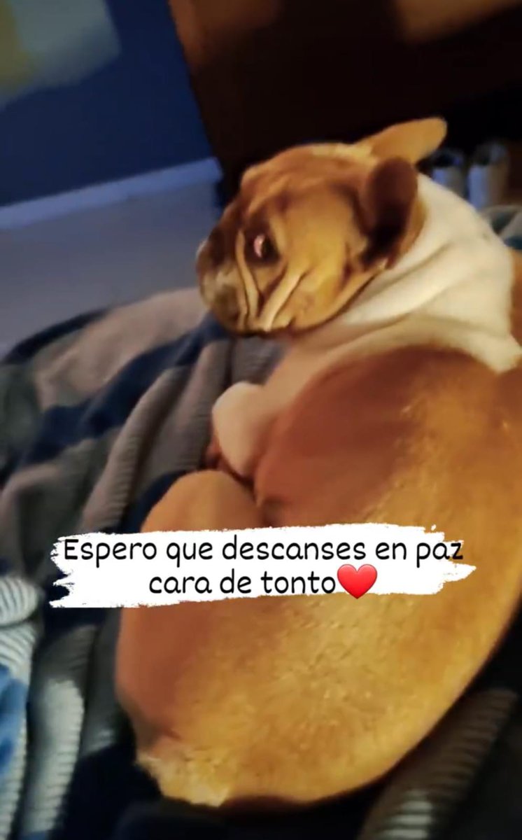 BarackOmiller's tweet photo. Este es el perrito que esta basura asesinó. La cara y el nombre del asesino que se difunda. https://t.co/ZAEO2QwIoG
