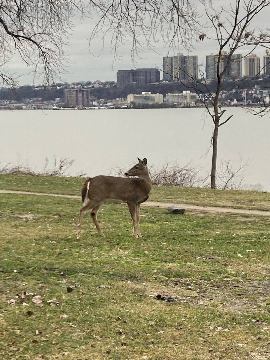 Wildlife on my morning run today in Fort Washington park.