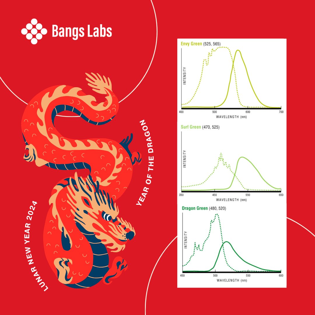 ParticleDoc's tweet photo. Don’t Envy our fluorophores this year. Surf over to #bangslabs to get your microspheres with the appropriately named fluorophore, Dragon Green, for The Year of the Dragon. Happy #LunarNewYear2024! #Immunoassays #FlowCytometry #FluorescenceQuantification #fluorescencemicroscopy https://t.co/Le62u6pNo1