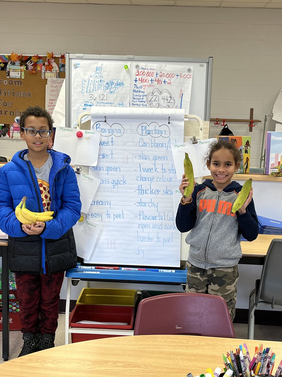 patty_DMarco's tweet photo. Plantain & Banana Inquiry is underway in SERC! Today we did some Knowledge Building and affirming our knowledge with research! Plantain chips for snack was a bonus😋 @HCMaltonDPCDSB @DPEquity #responsiveteaching https://t.co/ZmO7x2WJgD