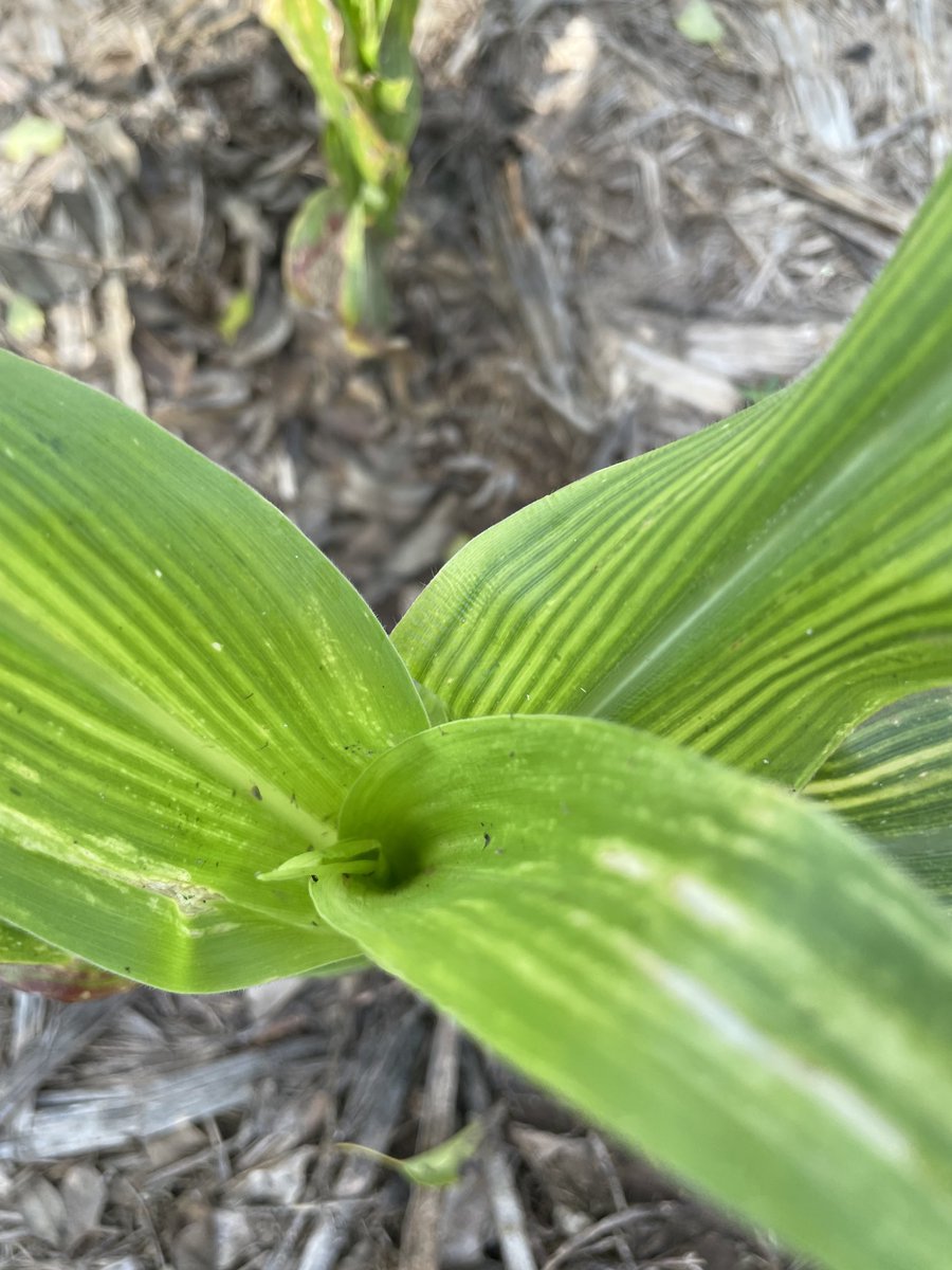 MjChaco's tweet photo. Síntomas de spiroplasma en un ensayo pegado a maíz primavera. 100% de plantas afectadas. Es dificil pero hay que bajar la presión de la plaga. https://t.co/6GSIHGqhh9
