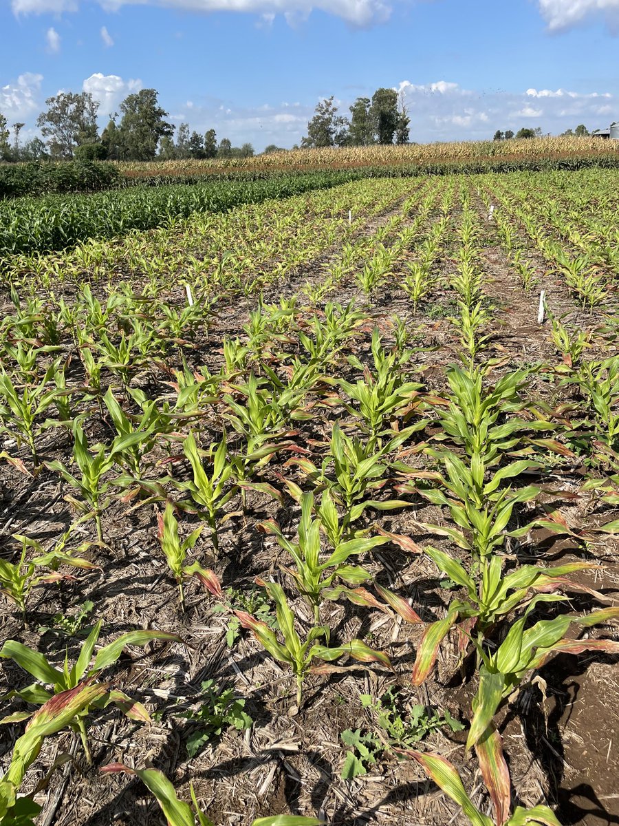 MjChaco's tweet photo. Síntomas de spiroplasma en un ensayo pegado a maíz primavera. 100% de plantas afectadas. Es dificil pero hay que bajar la presión de la plaga. https://t.co/6GSIHGqhh9