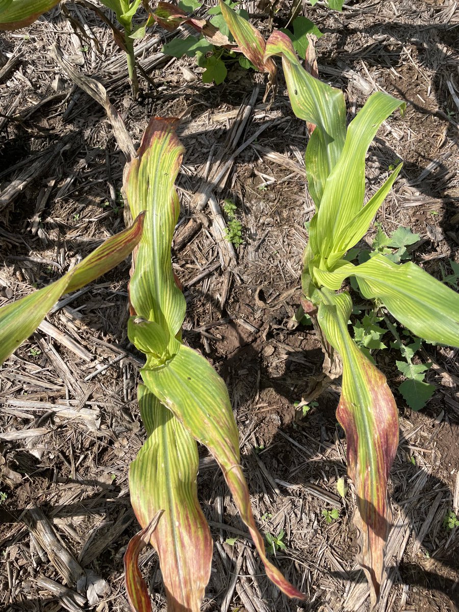 MjChaco's tweet photo. Síntomas de spiroplasma en un ensayo pegado a maíz primavera. 100% de plantas afectadas. Es dificil pero hay que bajar la presión de la plaga. https://t.co/6GSIHGqhh9