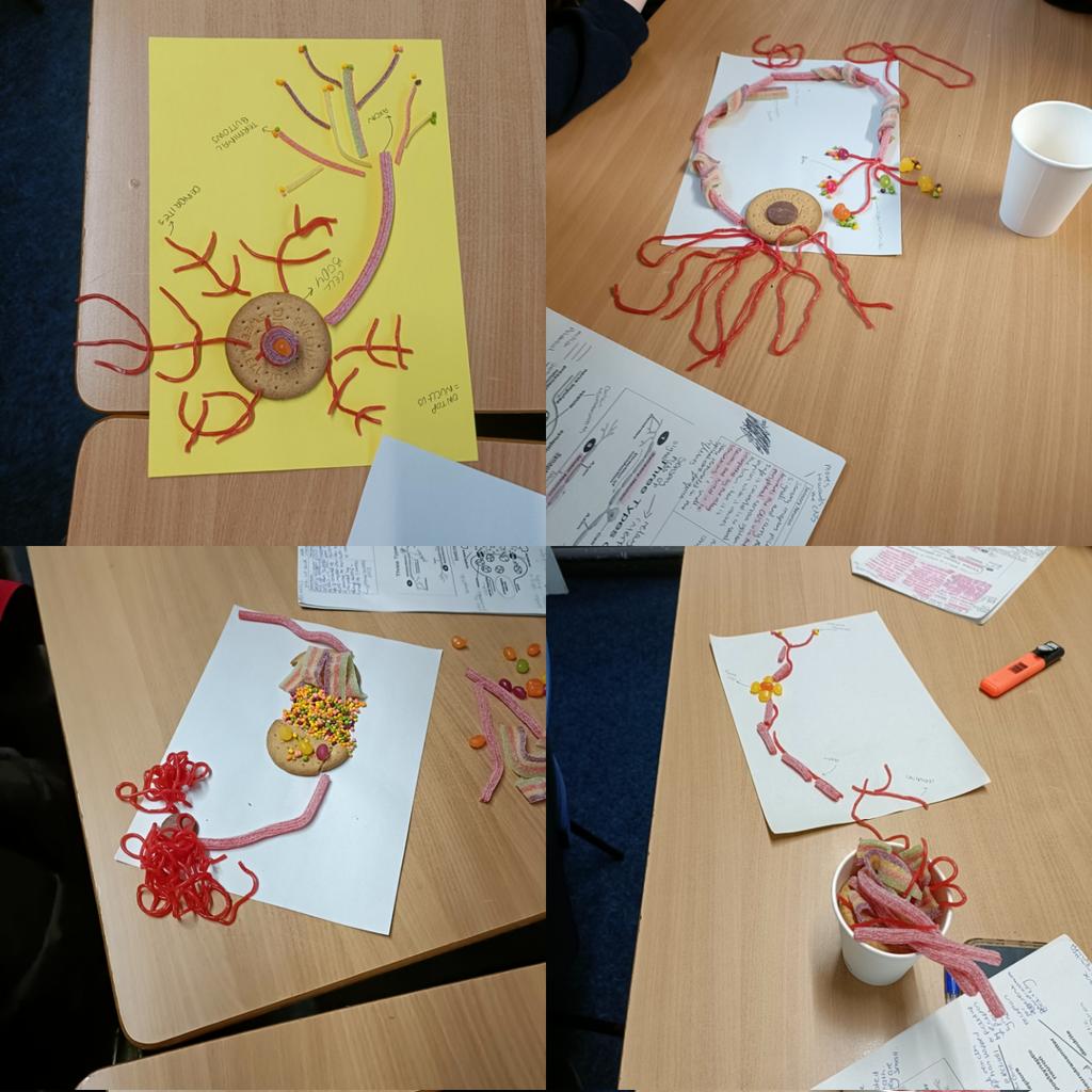MissDSocSci's tweet photo. @TythySocSci students have been busy making (and eating) neurons and synaptic transmission this week! Some Picasso's in the making https://t.co/UjTHnUO3Qp