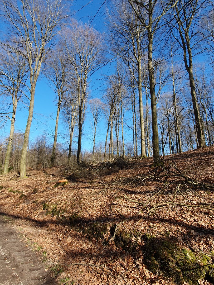 EnterStrategy's tweet photo. @HoskyOShayoz @EE_Fakten @achimdittler Unsere #Forste müssen orkan- und dürrestabil werden, also zu dichten #Laubwäldern mit geschlossenem Kronendach verdichtet werden, um CO2-Bindung langfristig zu sichern und zu maximieren. Derzeit geschieht leider das Gegenteil. Böden werden verdichtet und Wasseraufnahme behindert. https://t.co/JW047VOHot