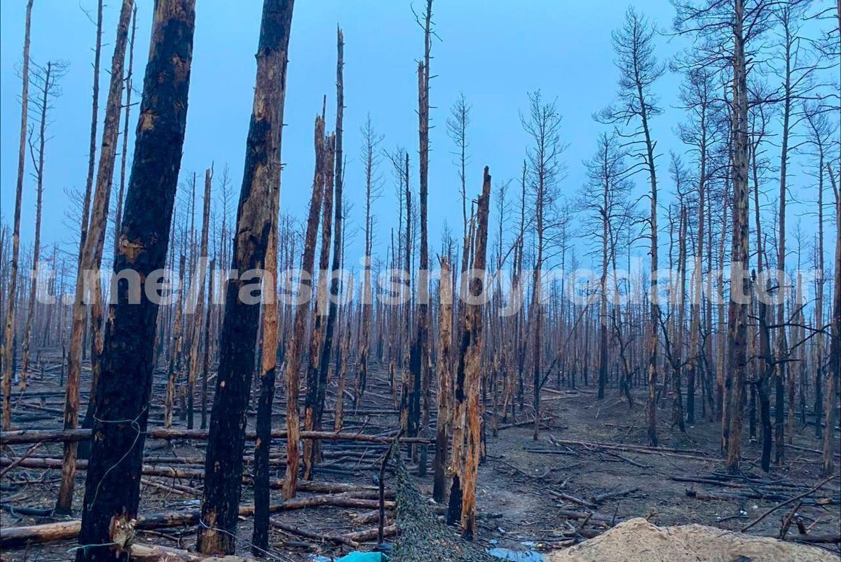 Serebrianskyi forest, where battles are constantly taking place

#russiaisaterroriststate #Ukraine #Luhanskoblast #WarinUkraine #StopRussia #UkraineWar #UkraineRussianWar #RussianUkraineWar #StandWithUkraine #RussianWarCrimes #UkraineUnderAttack #SupportUkrainе